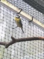 Pimpelmees 2025 met DNA, Dieren en Toebehoren, Vogels | Overige Vogels, Meerdere dieren, Wildzangvogel, Geringd