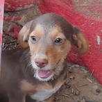 GaGa Animal Care - SHIBA kan eind augustus naar NL komen, Dieren en Toebehoren, Honden | Niet-rashonden, Particulier, Rabiës (hondsdolheid)