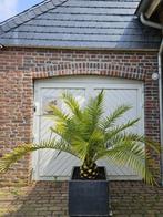 PALMBOMEN, OLIJFBOMEN & ANDERE MEDITERRANE BOMEN & PLANTEN, Tuin en Terras, Planten | Bomen, Ophalen of Verzenden, Lente, 100 tot 250 cm