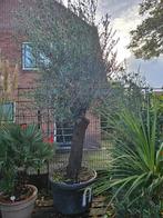 Grote olijfboom 300cm+ in pot, stam 80cm - van 699 voor 499