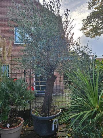 Grote olijfboom 300cm+ in pot, stam 80cm - van 699 voor 499 beschikbaar voor biedingen