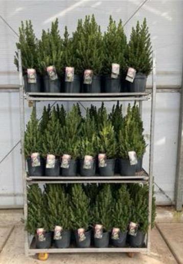 Picea glauca Conica boompjes / kerstsferen beschikbaar voor biedingen