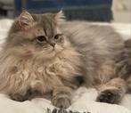 Brits langhaar/ perzisch langhaar dekkater, Kater
