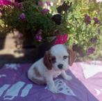 Laatste lieve Blenheim reutje beschikbaar!, Dieren en Toebehoren, Honden | Retrievers, Spaniëls en Waterhonden, 8 tot 15 weken