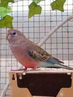 Bourke parkieten, Dieren en Toebehoren, Vogels | Parkieten en Papegaaien, Geslacht onbekend, Parkiet, Geringd