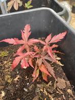 Te koop: jonge boompjes Japanse Esdoorn, Tuin en Terras, Planten | Bomen, Bloeit niet, Halfschaduw, Overige soorten, Minder dan 100 cm