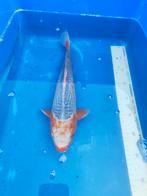 Japanse koi ruim 30 cm desgewenst bezorgd aan huis, Dieren en Toebehoren, Vissen | Vijvervissen, Karper of Koi