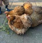 Kippen, Dieren en Toebehoren, Pluimvee, Vrouwelijk, Kip