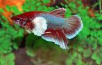 Betta vrouw roundtail dumbo ear - Koidream Valburg, Dieren en Toebehoren, Vis, Zoetwatervis