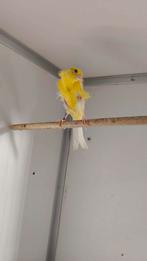frisékanarie, Dieren en Toebehoren, Vogels | Kanaries, Mannelijk, Kleurkanarie