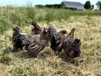 Wyandotte kriel kippen goudblauw gezoomd gesekst + ingeënt, Dieren en Toebehoren, Pluimvee, Vrouwelijk, Kip
