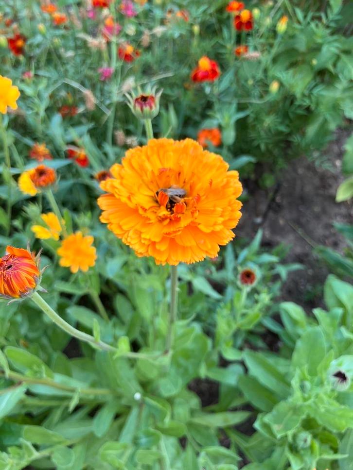 Zaden Goudsbloem hoog, Tuin en Terras, Bloembollen en Zaden, Volle zon, Ophalen of Verzenden