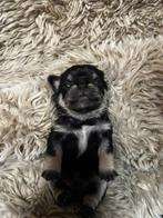 Unieke retro mopshond puppy’s nog 1 klein black and tan, Dieren en Toebehoren, België, Particulier, Rabiës (hondsdolheid), Overige rassen
