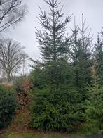 Twee Fijnsparren 5 meter Gezaagd, Ophalen, Volle zon, Overige soorten, 400 cm of meer
