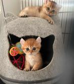 Britse korthaar, Dieren en Toebehoren, Katten en Kittens | Raskatten | Korthaar