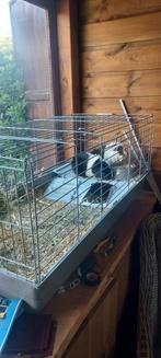 2 Cavias, Dieren en Toebehoren, Ophalen of Verzenden, Zo goed als nieuw, Kooi, Minder dan 60 cm