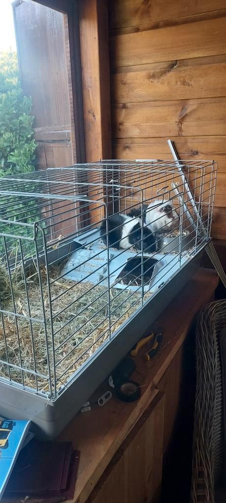 2 Cavias, Dieren en Toebehoren, Knaagdieren en Konijnen | Hokken en Kooien, Zo goed als nieuw, Kooi, Minder dan 60 cm, Ophalen of Verzenden