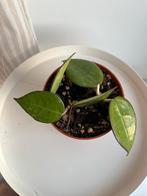 Hoya verticillata Balck Margin 3 eur, Tuin en Terras, Planten | Tuinplanten, Ophalen, Vaste plant, Halfschaduw, Klimplanten