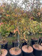 Krentenboompje Amelanchier meerstam leverbaar tot 250 cm, Ophalen, Overige soorten, Struik, 100 tot 250 cm