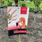 Salix integra Hakuro nishiki, Bonte wilg, flamingoboom, Vaste plant