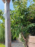 Kersenboom, Tuin en Terras, Planten | Bomen, Ophalen, Volle zon, Overige soorten