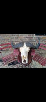 Prachtige mega kaffer buffel kaapse buffel kafferbuffel big, Verzamelen, Dierenverzamelingen, Ophalen of Verzenden, Zo goed als nieuw