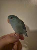 Jonge forpussen, Mannelijk, Dwergpapegaai of Agapornis, Geringd