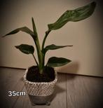 Strelitzia paradijsvogelbloem 35cm., Huis en Inrichting, Kamerplanten, Overige soorten, Minder dan 100 cm, Halfschaduw, In pot