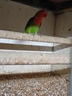 Te koop een mooie ficherie man, Dieren en Toebehoren, Vogels | Parkieten en Papegaaien, Mannelijk, Parkiet