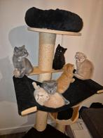Brits korthaar kittens, Poes, Ontwormd