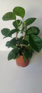 anthurium obtusum, Huis en Inrichting, Kamerplanten, Ophalen of Verzenden, Halfschaduw, Minder dan 100 cm