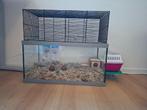 Hamster en hamsterkooi + alle accesoires, stro etc, Dieren en Toebehoren, Kooi, Minder dan 75 cm, Zo goed als nieuw, Hamster