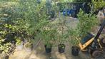 Bonte liguster 100 - 125 cm, Tuin en Terras, Ophalen, Liguster, Haag, 100 tot 250 cm