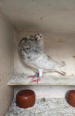 Gaditano duivin, Dieren en Toebehoren, Vogels | Duiven, Vrouwelijk, Kropper