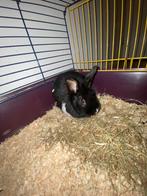 Konijn, Dieren en Toebehoren, Knaagdieren, April, Mannelijk, Overige typen, Tam