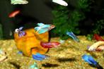 Pas uitgekomen Betta-visjes te koop. Prijs: 1 euro., Dieren en Toebehoren, Vissen | Aquariumvissen, Vis, Zoetwatervis