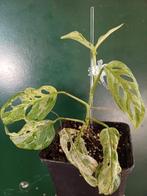 Monstera adansonii 'Frozen Freckles', Overige soorten, In pot, Minder dan 100 cm, Groene kamerplant