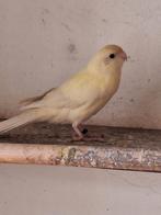 Koppel kakarikies, Dieren en Toebehoren, Meerdere dieren, Parkiet, Geringd