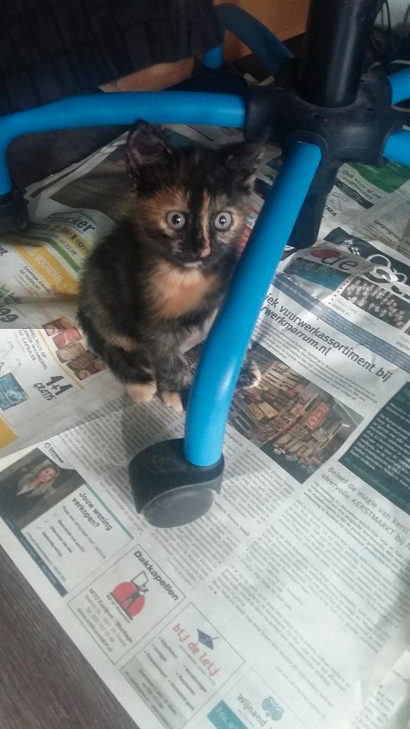 Mooie jonge kittens te koop!, Dieren en Toebehoren, Katten en Kittens | Overige Katten, Kortharig, Meerdere dieren, 0 tot 2 jaar