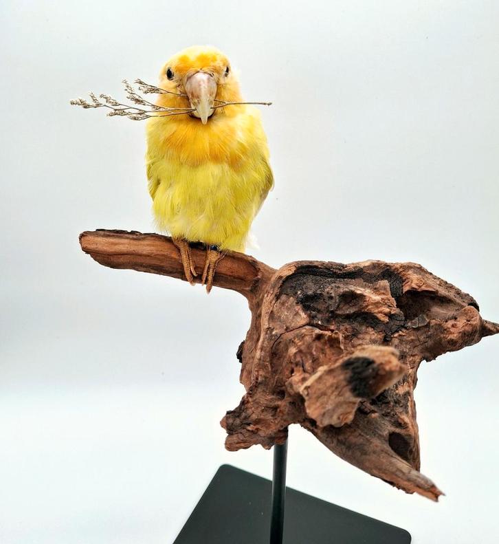 Opgezette Agapornis / Lovebird, Verzamelen, Dierenverzamelingen, Nieuw, Opgezet dier, Vogel, Ophalen of Verzenden