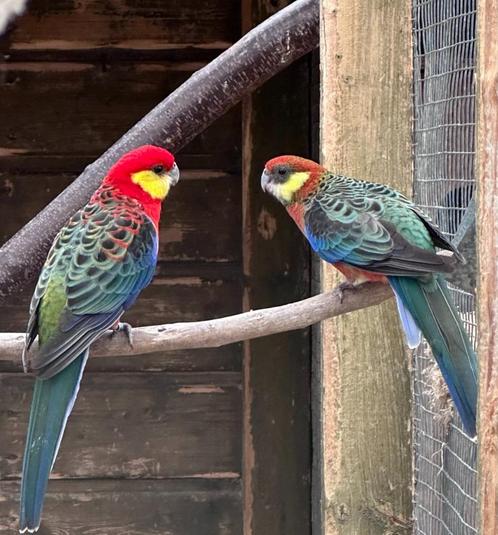 Stanley rosella koppel en mannen, Dieren en Toebehoren, Vogels | Parkieten en Papegaaien, Parkiet, Meerdere dieren