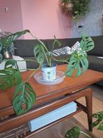 Monstera Adansonii diverse plantjes, Ophalen, Halfschaduw, Minder dan 100 cm