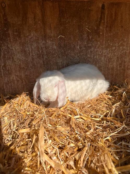 Dwerg Hangoor Konijntjes, Dieren en Toebehoren, Konijnen, Dwerg, Meerdere dieren, Hangoor