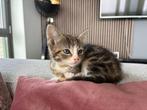 4 lieve kittens zoeken een nieuw huisje, Meerdere dieren, Ontwormd, 0 tot 2 jaar