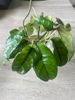 Hoya villosa stekjes, Overige soorten, Minder dan 100 cm, Bloeiende kamerplant, Halfschaduw
