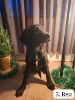 Ridgeback x Friese stabij pups, Dieren en Toebehoren, Rabiës (hondsdolheid), 8 tot 15 weken, Meerdere, Nederland