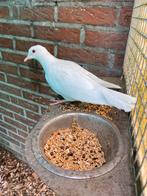1 jong wit Lachduifje of tortelduifje, Geslacht onbekend, Tortelduif
