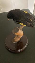 Opgezet vogeltje, Ophalen, Zo goed als nieuw, Opgezet dier