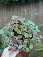 Fittonia mix in pot, Ophalen, Overige soorten, In pot, Minder dan 100 cm