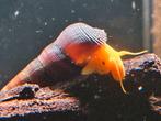 Tylomepania slak var. Golden, Dieren en Toebehoren, Vissen | Aquariumvissen